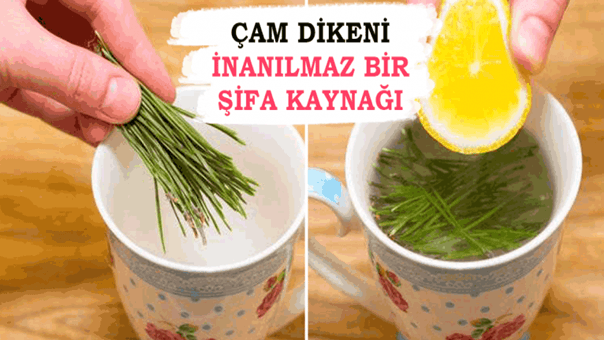 Çam Dikeninin  Faydalarına İnanamayacaksınız!